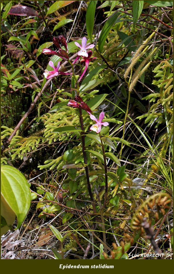 Epidendrum stolidium