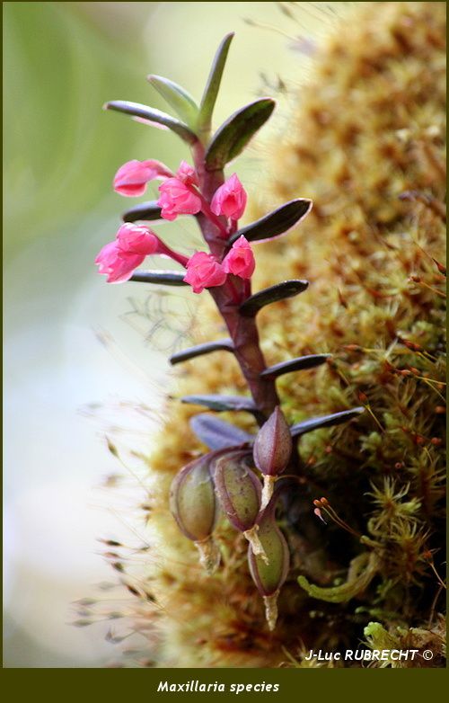Maxillaria-species.jpg