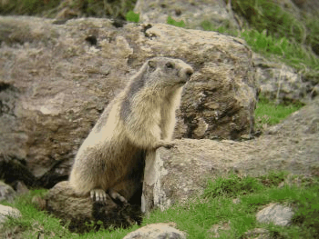 marmottes-GIF