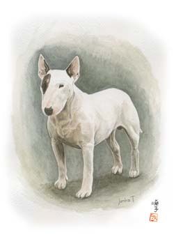 Bull terrier