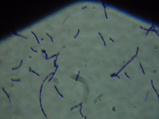 Bacille (3)
