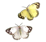 papillon 042