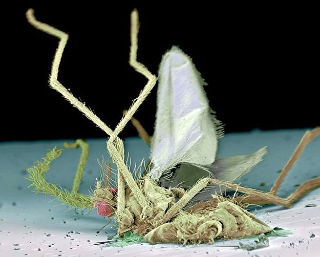 insecte-parebrise-ecrase-.jpg
