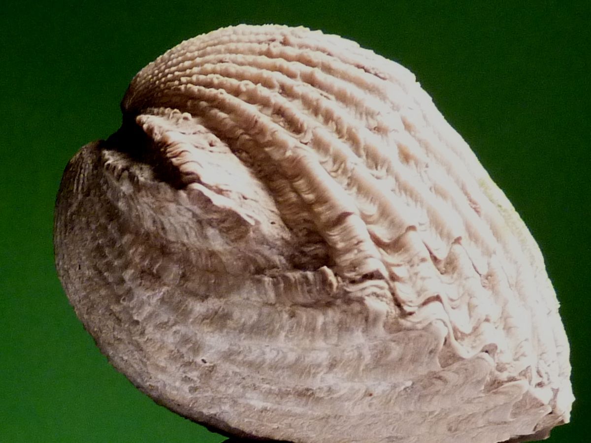 Ctenostreon rugosum