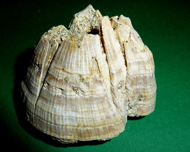 Balanus spongicola