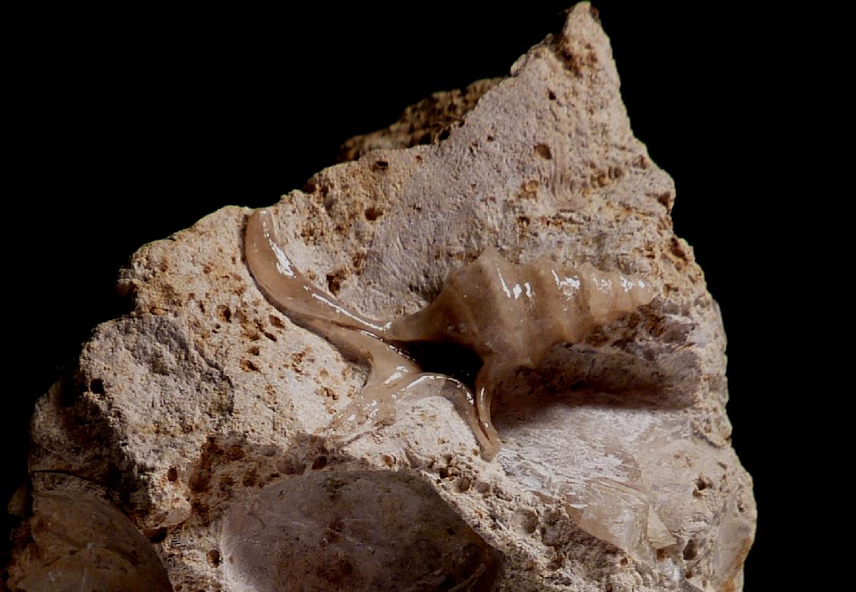 Aporrhais