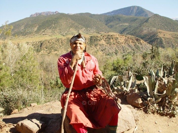 Chat maroc arab