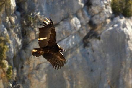 vautour moine verdon-01