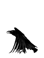 corbeau 019
