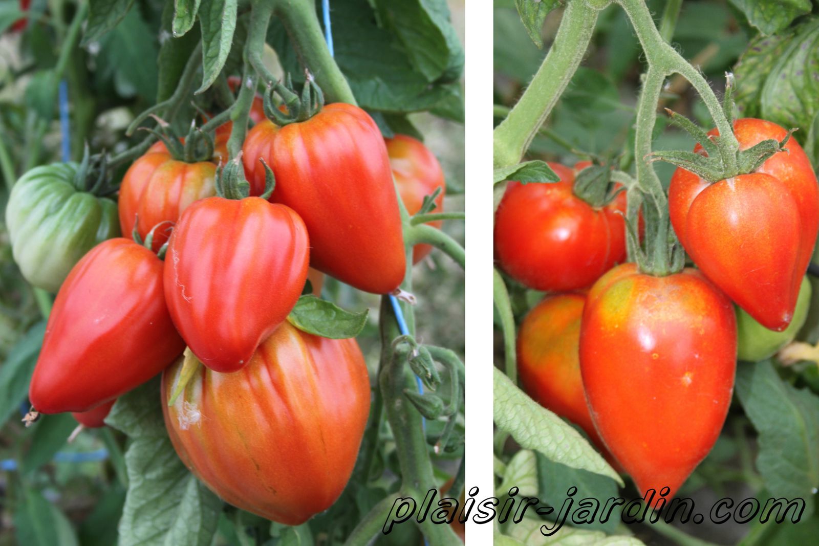 comment planter tomate coeur de boeuf