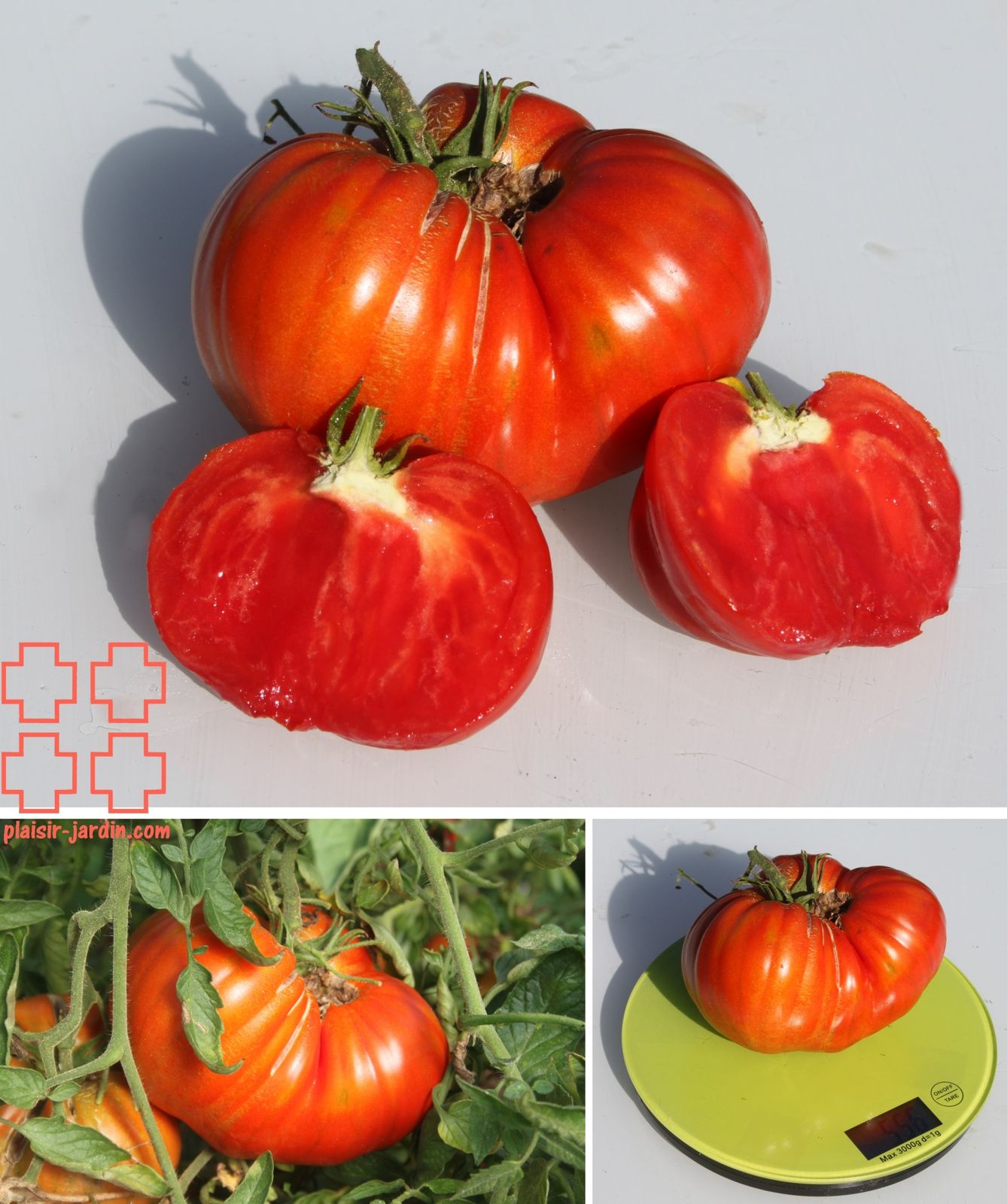 Graines de Tomate Fournaise