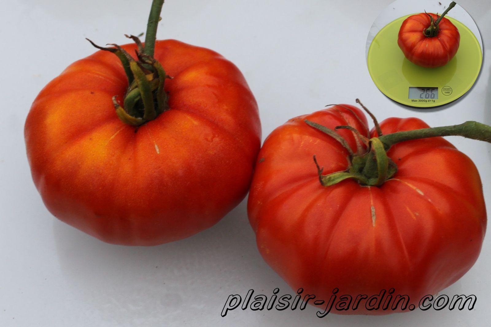 Tomate Noire de Crimée – Variété ancienne produisant de gros fruits