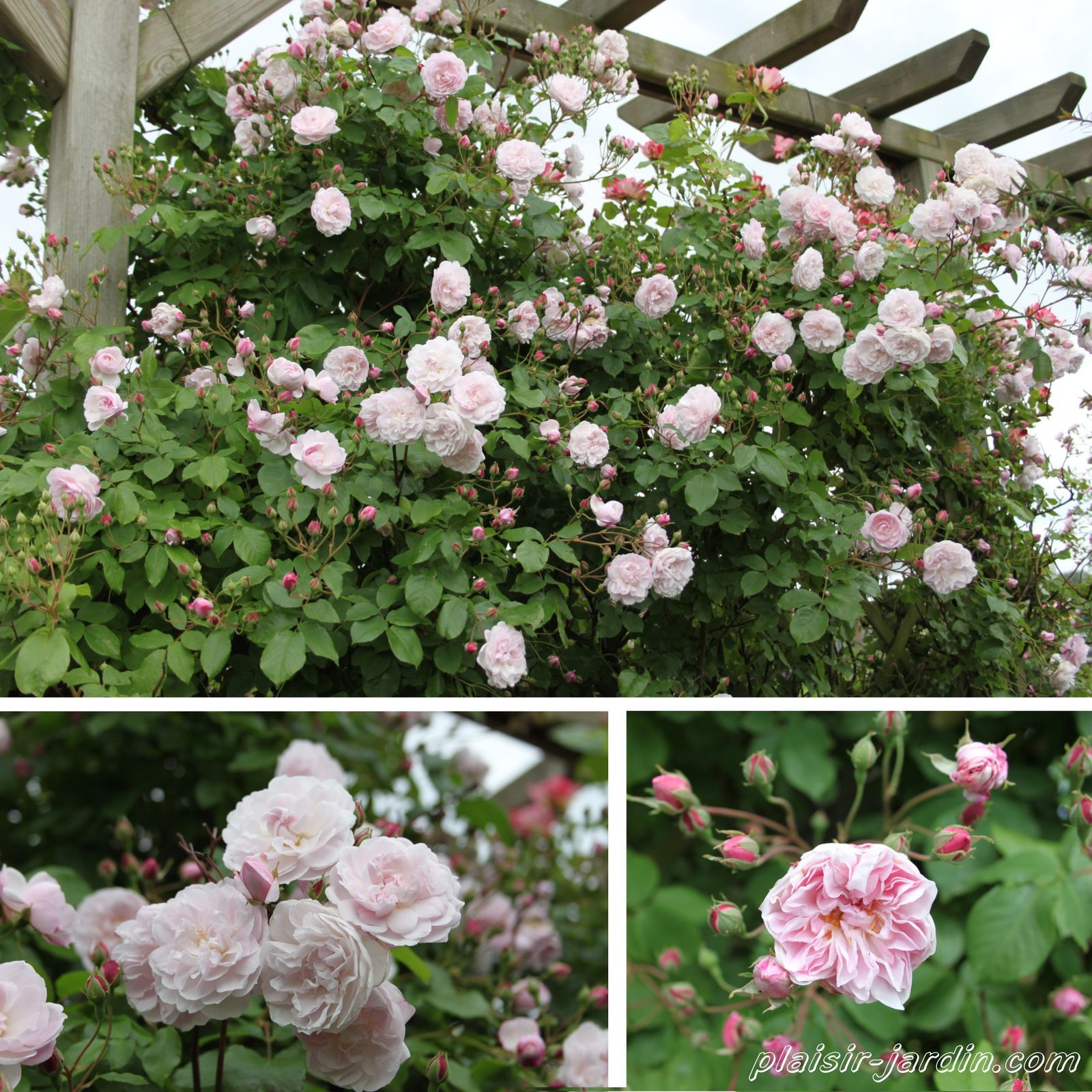 Le rosier 'Blush noisette' - plaisir-jardin.com