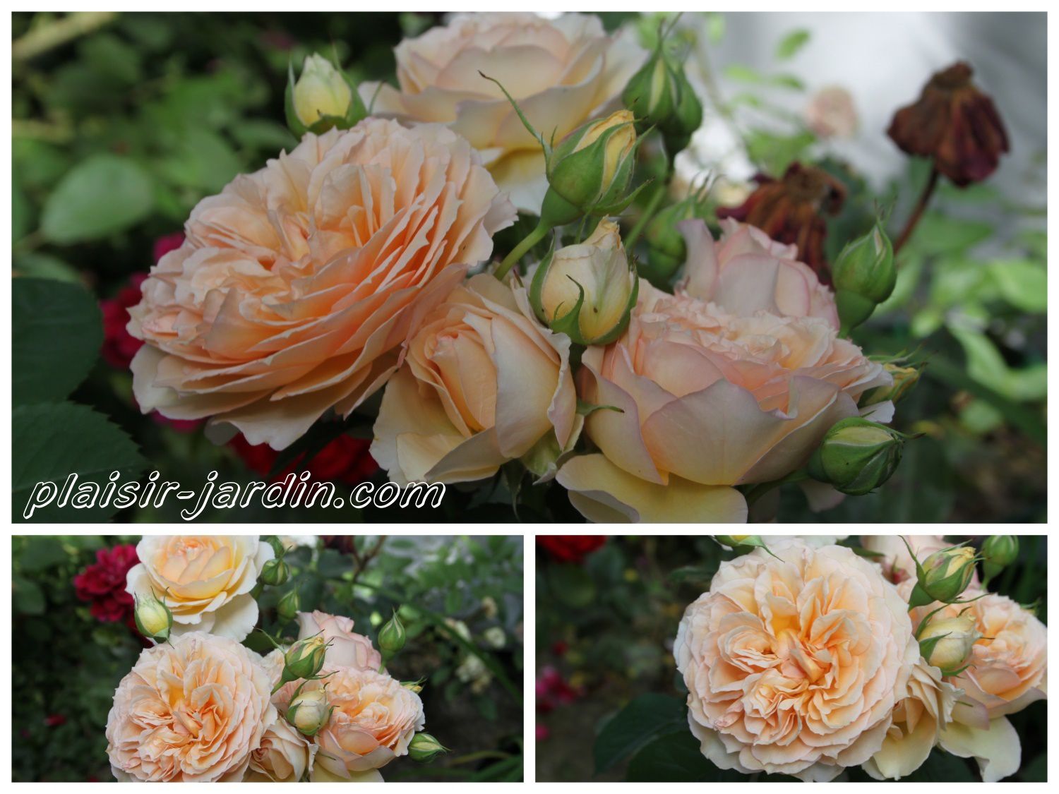 Le rosier Froufroutante Jackie - plaisir-jardin.com