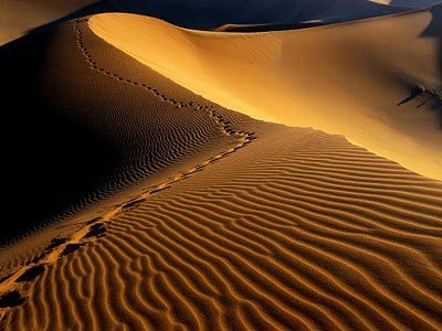 Footprints-_Namib_Desert-_Namibia-_Africa.jpg