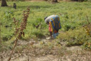 champs-de-legumes-arrose-par-les-eaux-usees-copie-1.JPG