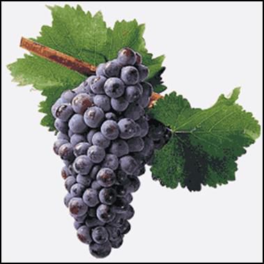 racimo-de-uvas.jpg