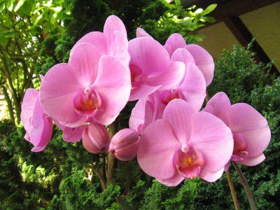 orchideen-bilder.jpg