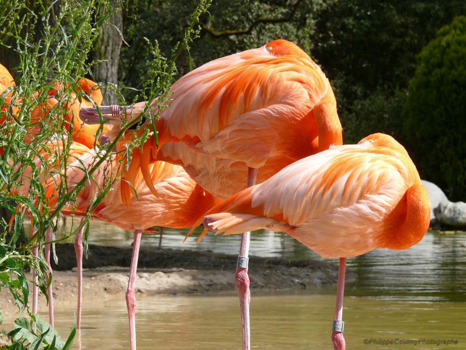 Flamant rose