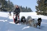chiens de traineaux