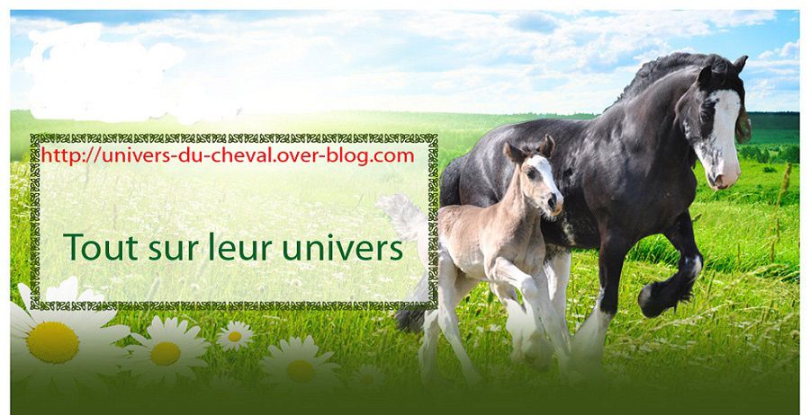 cheval(1)
