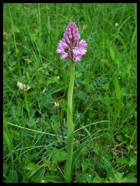 100 8831-Anacamptis pyramidalis 10 mai 2010 Crussol