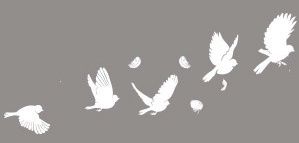oiseaux-blancs-2.jpg