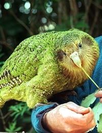 perroquet hibou kakapo