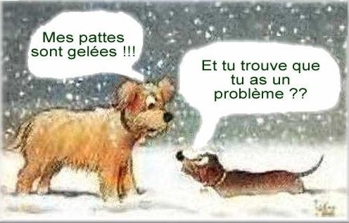 humour neige chiens humour neige chiens