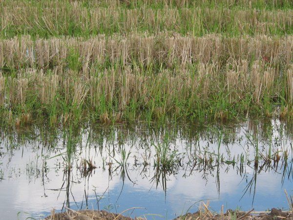 Louisiane-champs-de-riz.jpg