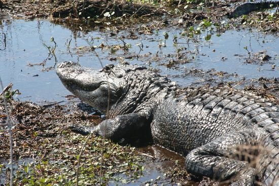 louisiane-alligator-bayou-black.jpg