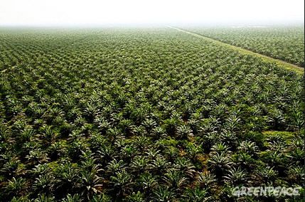palmier-a-huile.jpg