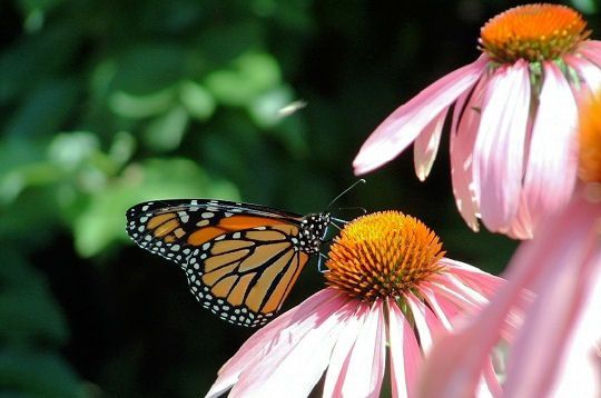 papillon-monarque.jpg