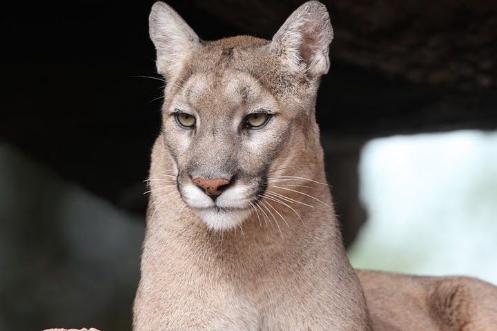 Le Puma de l'est américain: officiellement éteint... - GLOBE-NATURE