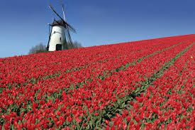 tulipe moulin