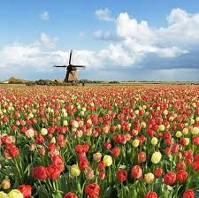 tulipe