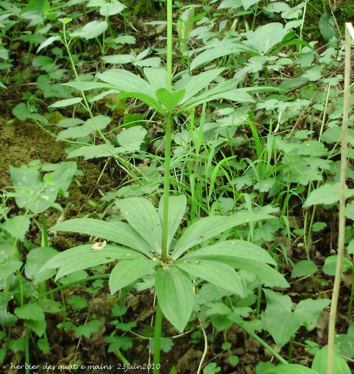 Rencontres les herbiers