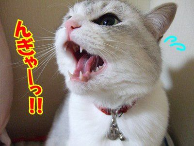 Hello-Japan---Cat-singing.jpg