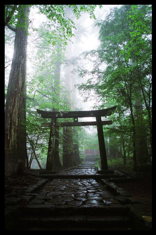 Hello Japan - Torii in Nikko Forest