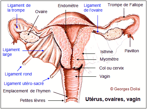 Basé sur l'ordre alphabétique, tout ce qui vous passe par la tête. Ovaires_uterus_vagin