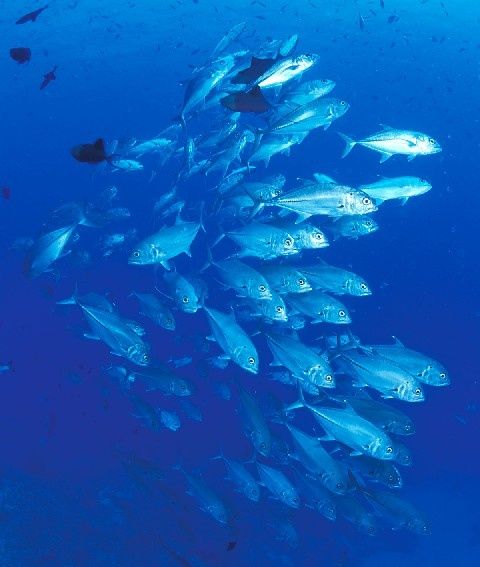 Corail-Recif-7.jpg