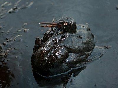 Korea_oil_spill_bird.jpg
