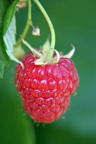 Raspberry