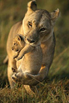 lionne & son cub