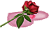 rose sang
