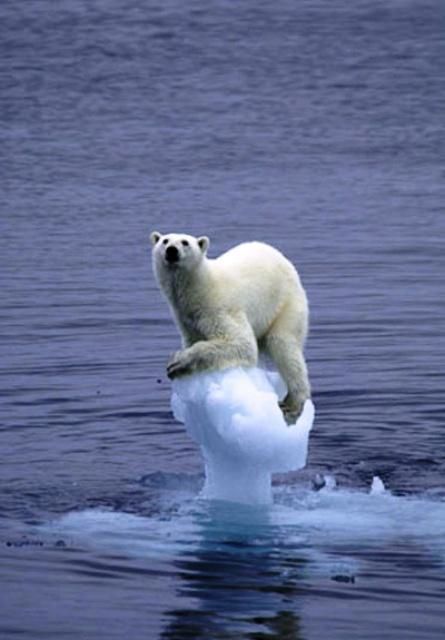 Résultat de recherche d'images pour "fonte de glacier ours"