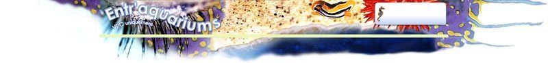 Bandeau_haut Bandeau_haut