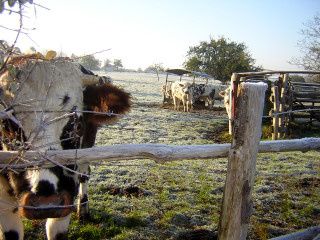 Des_boeufs_dans_la_prairie