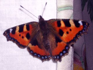Papillon3