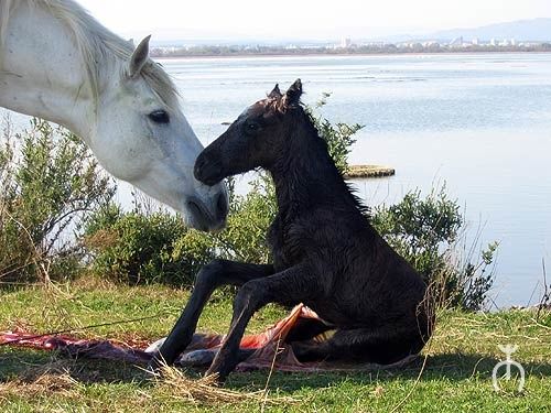 naissance-poulain.jpg